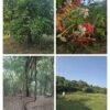 मुळा नदी किनारा आणि सोंडमळा देवराई वाचवण्यासाठी शेतकऱ्यांचा आणि पर्यावरणप्रेमींचा  एकत्रित लढा; वनविभाग आणि महापालिकेचा सकारात्मक प्रतिसाद..